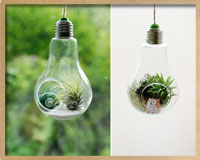 small-bulb