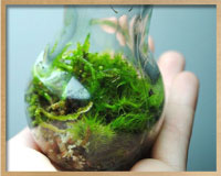 small-bulb